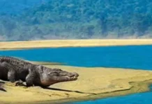 Tikarpada Wildlife Sanctuary – Where Rivers, Forests, and Rare Crocodiles Thrive